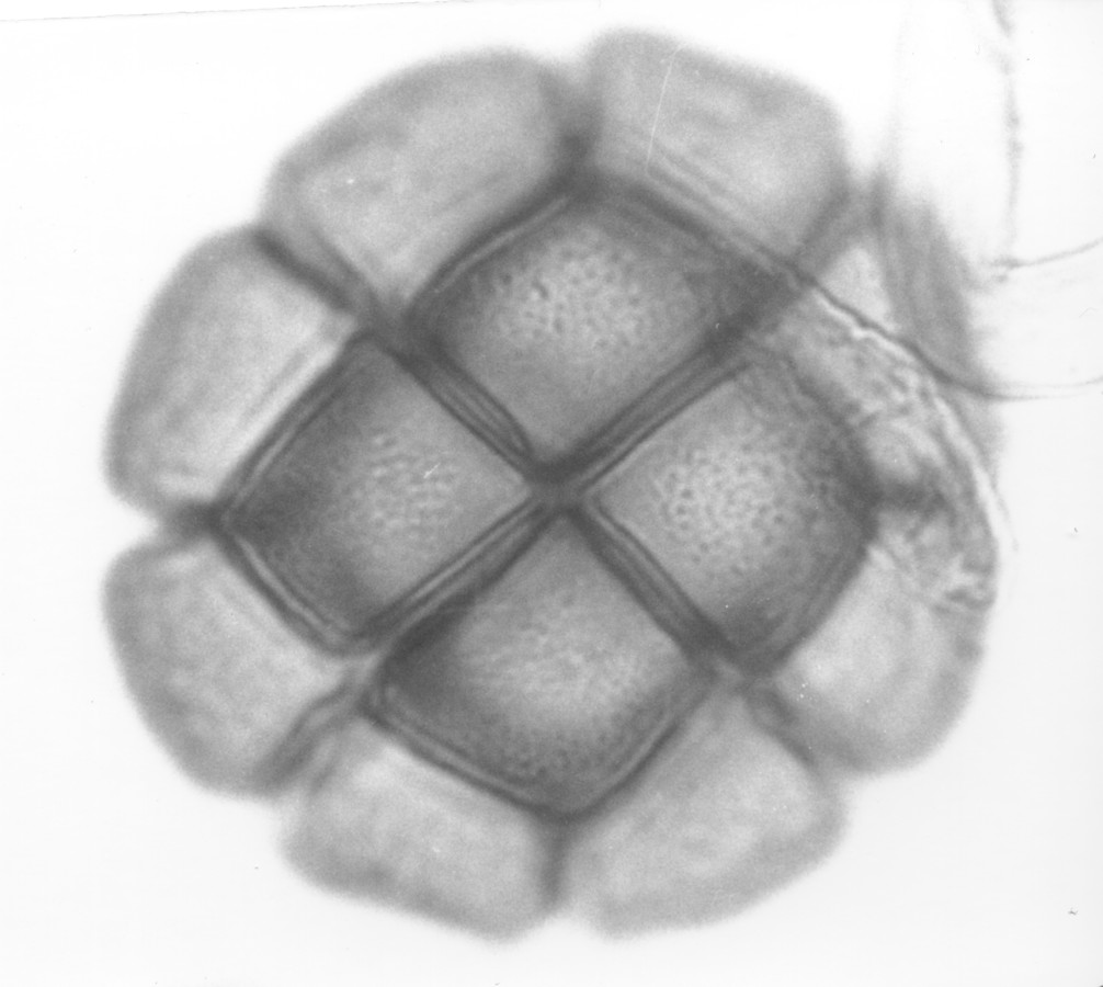 Image - Pithecellobium