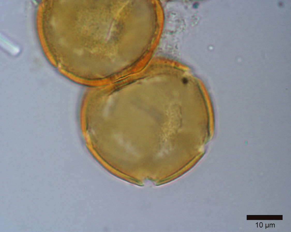 Image - Rivinia humilis