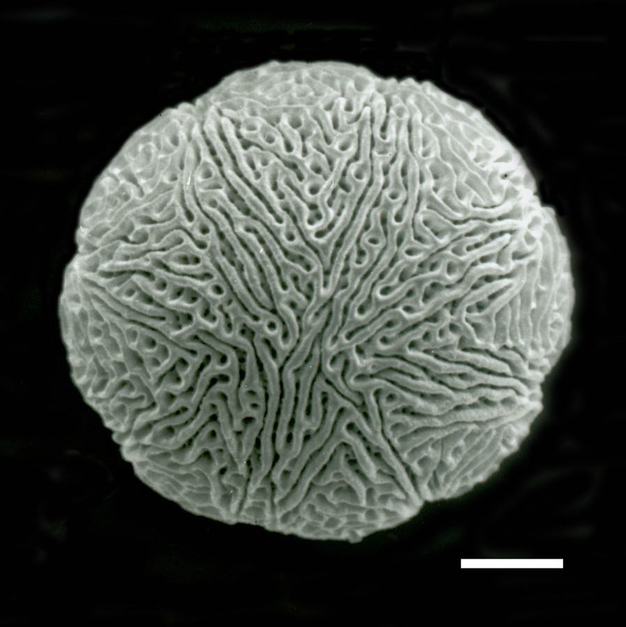 Image - Ipomopsis rubra