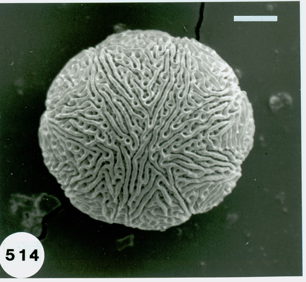 Image - Ipomopsis rubra