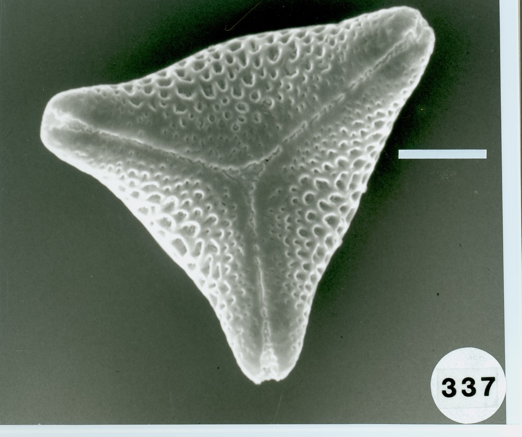 Image - Cardiospermum corindum var. villosum