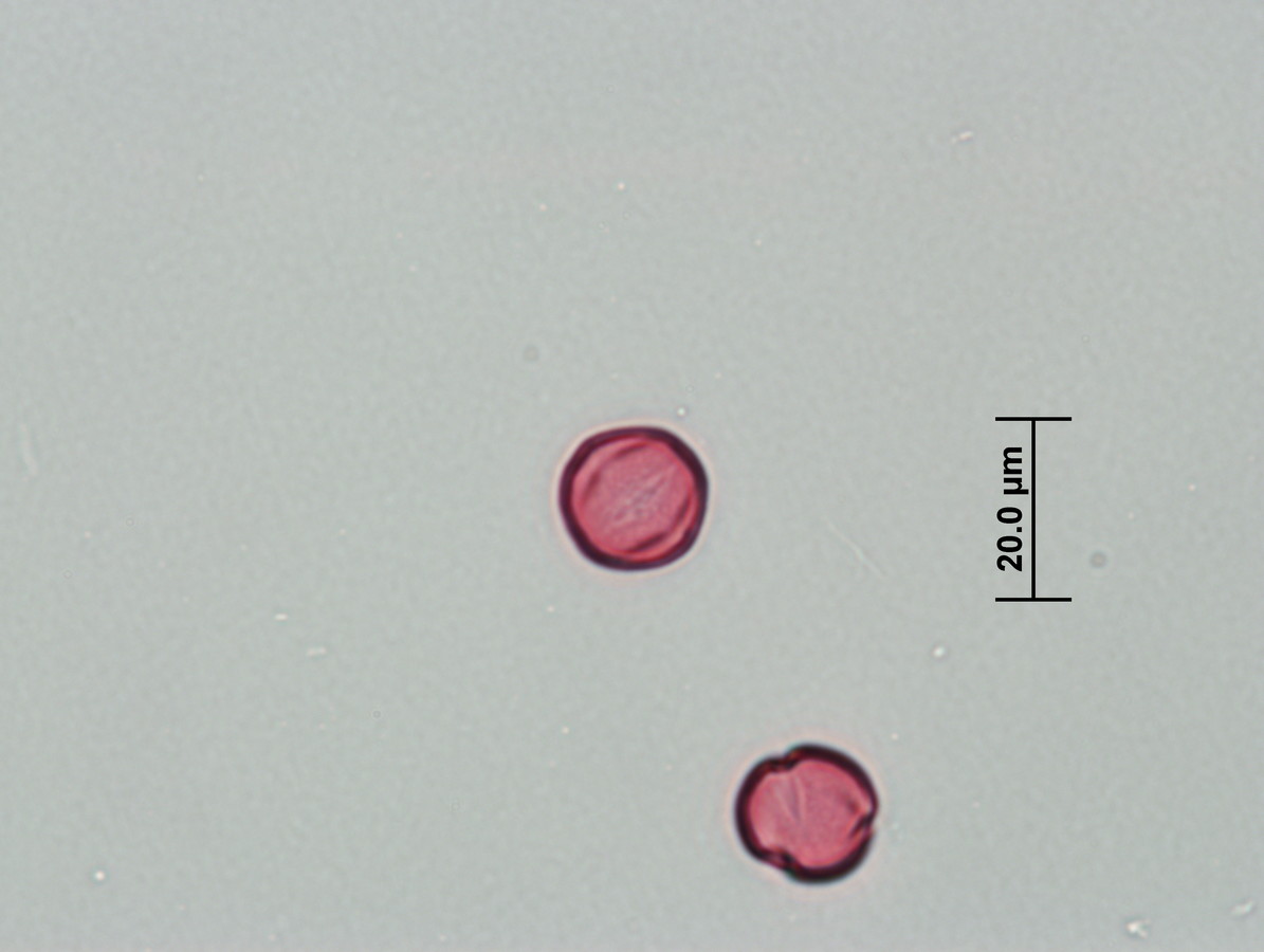 Image - Larrea tridentata